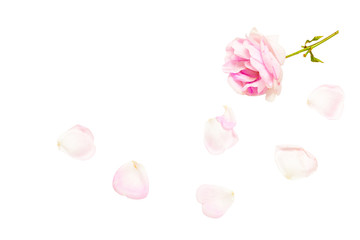 pink rose with fallen petals isolated on white background.