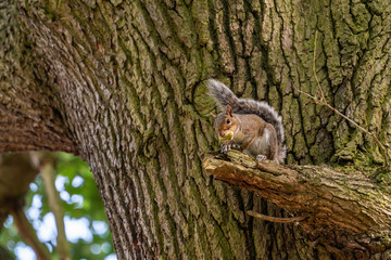 Gray Squirrel (Sciurus carolinensis) in the UK