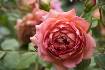 pink rose flowers in the garden