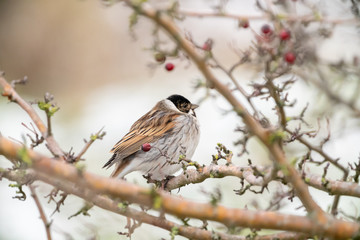 Reed Bunting (Emberiza schoeniclus) taken in the UK