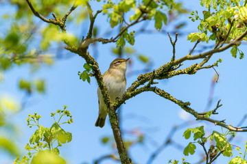 Willow Warbler (Phylloscopus trochilus) taken in UK