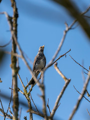 Fieldfare (Turdus pilaris) in UK