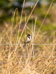 Reed Bunting (Emberiza schoeniclus) taken in the UK