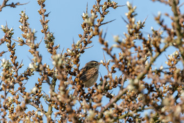 Sedge Warbler (Acrocephalus schoenobaenus) taken in UK