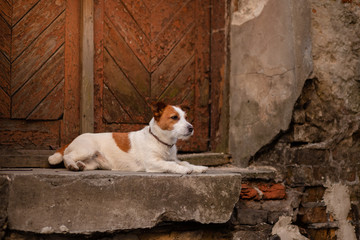 Naklejka na ściany i meble dog Jack Russell Terrier stands against the wall in the old town. walk with your pet, travel