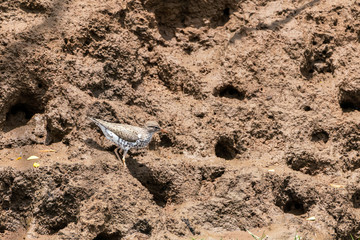 Spotted Sandpiper (Actitis macularius) in Costa Rica