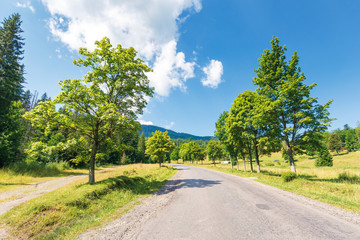 old road through forest in mountains. beautiful summer landscape on a sunny day. cloud above the distant ridge. beech trees along the path