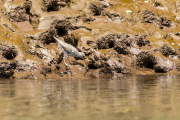 Spotted Sandpiper (Actitis macularius) in Costa Rica