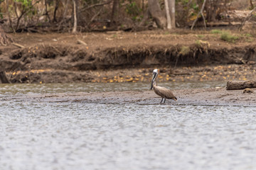Brown Pelican (Pelecanus occidentalis)