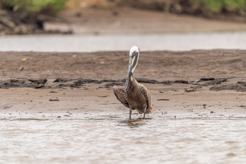 Brown Pelican (Pelecanus occidentalis)