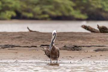 Brown Pelican (Pelecanus occidentalis)