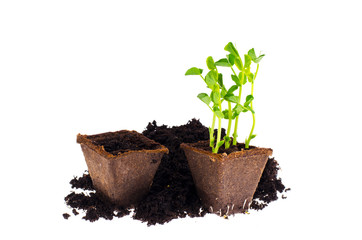 Agriculture. Little seedling in black soil. Earth day concept.