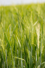 Ears of barley background vertical. Green bright ripe ears of rye wheat barley on a farm field, winter cereals. Spikes with stems leaves