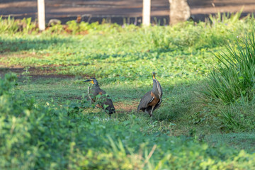 Bare-throated Tiger Heron (Tigrisoma mexicanum) in Costa Rica