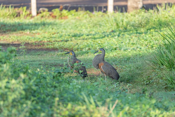 Bare-throated Tiger Heron (Tigrisoma mexicanum) in Costa Rica
