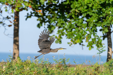 Bare-throated Tiger Heron (Tigrisoma mexicanum) in Costa Rica