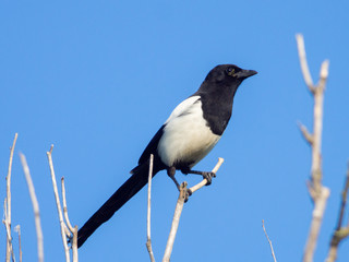 Eurasian magpie (Pica pica) perching on a tree
