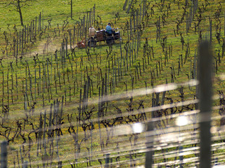 Winanbau und Weinberg im Herbst
