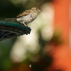 Female Spanish Sparrow Perched on Iron Fountain