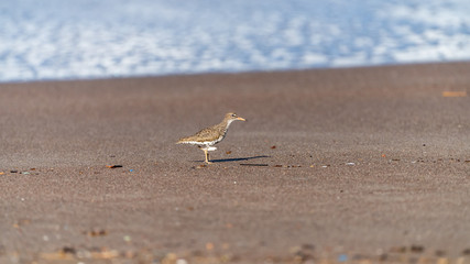 Spotted Sandpiper (Actitis macularius) in Costa Rica