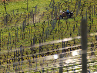 Winanbau und Weinberg im Herbst