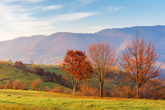 countryside in mountains at sunrise. grassy rural slopes with fields and trees in fall foliage in autumn. magnificent mountain in the hazy distance. high clouds on the azure sky