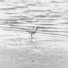 Spotted Sandpiper (Actitis macularius) in Costa Rica