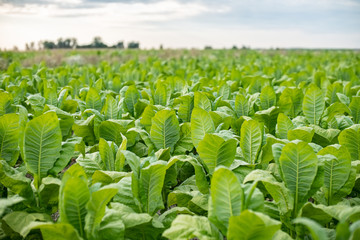 Fototapeta na wymiar Tobacco plantation with deep green leaves in Poland.