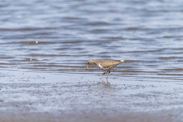 Spotted Sandpiper (Actitis macularius) in Costa Rica