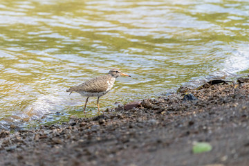 Spotted Sandpiper (Actitis macularius) in Costa Rica