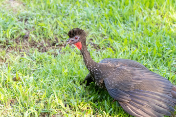 Crested guan (Penelope purpurascens) in Costa Rica