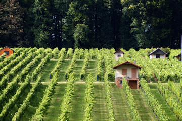 Winanbau und Weinberg im Herbst