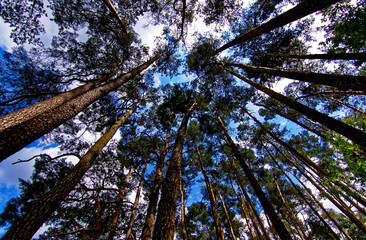Fototapeta premium dense forest on a bright Sunny day