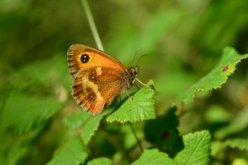 Gatekeeper Butterfly, U.K. Macro image of a male insect.