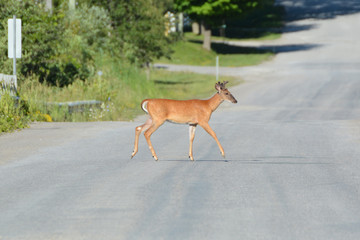 Deer on road