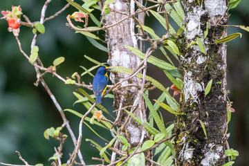 Yellow-crowned Euphonia (Euphonia luteicapilla) in Costa Rica