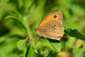 Meadow Brown Butterfly, U.K. Macro image of a female insect.