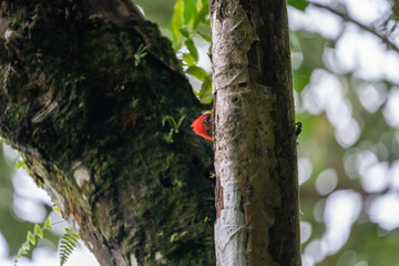 Pale-billed Woodpecker (Campephilus guatemalensis)