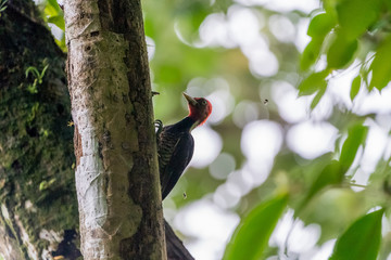 Pale-billed Woodpecker (Campephilus guatemalensis)