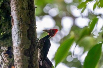 Pale-billed Woodpecker (Campephilus guatemalensis)