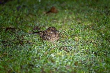 Pauraque (Nyctidromus albicollis) at night, in Costa Rica