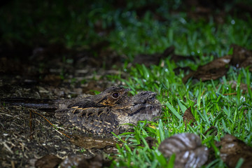 Pauraque (Nyctidromus albicollis) at night with baby, in Costa Rica