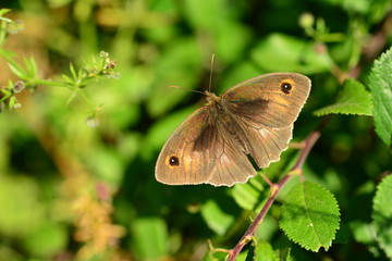 Meadow Brown Butterfly, U.K. Macro image of a male insect.