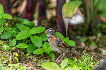 Rufous-collared Sparrow (Zonotrichia capensis) taken near Arenal, Costa Rica