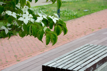 満開のヤマボウシの花