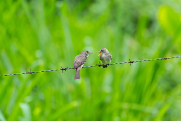 Ochraceous Pewee (Contopus ochraceus) on wire