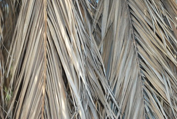 curtains of dried palm trees