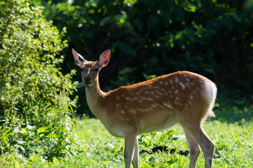 北海道の野生のシカ