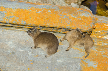 Two Cape hyraxes warming up on the rock in the Tsitsikamma National Park in South Africa