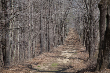 Early Spring Trail 2